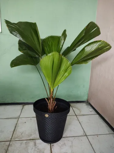Palmeira Leque 