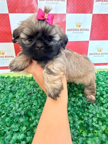 Shihtzu Fêmea Dourada muito Linda! Em até 10 x no Cartão