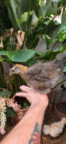 sedosa galinha japonesa