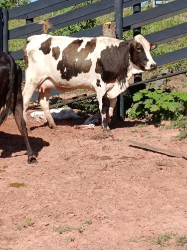 VENDO 4 VACAS DE LEITE