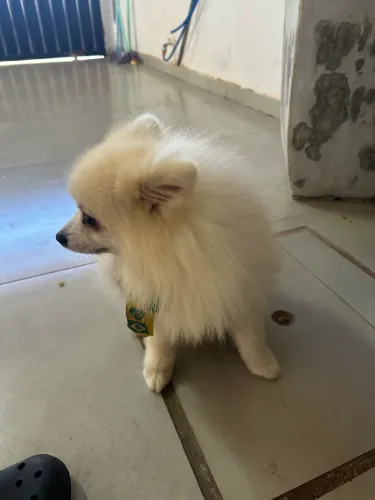 Spitz Alemão 