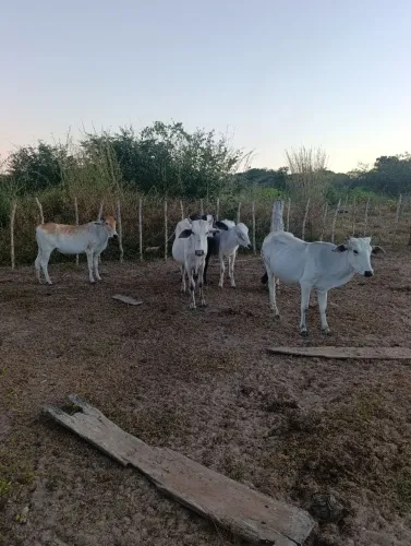 Gado.3 novias e 2 garrotes. 
