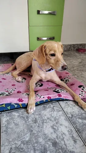 Doação - Cachorro Fêmea