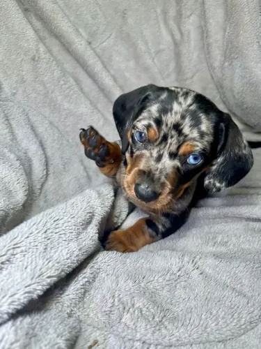 Filhotes Basset Dachshund mini arlequim e merle