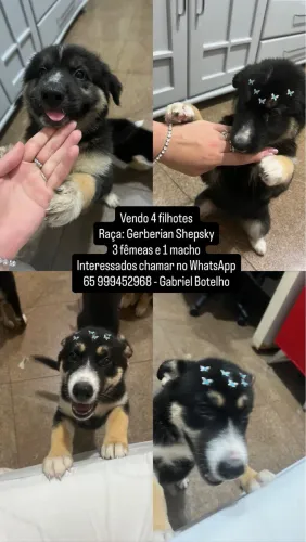 Vendo 4 filhotes de Gerberian Shepsky