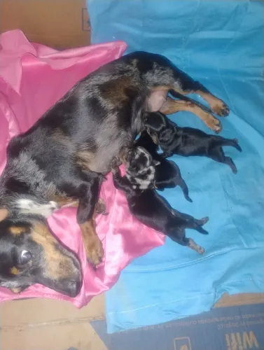 Filhotes de cachorro salsichas alecrim Dachund hound