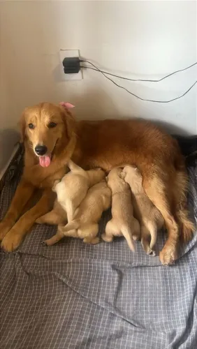 Filhotes de Golden Retriever