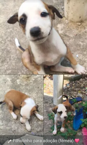 2 filhotinhos para adoção
