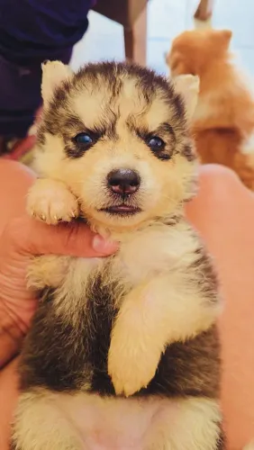 Husky fêmea