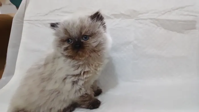 Lindo filhote de gato persa macho olhos azuis puro.Parcelo.Entrego em Curitiba e região