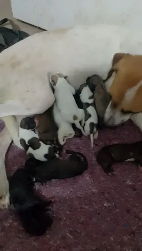 Cachorros filhotes para doações