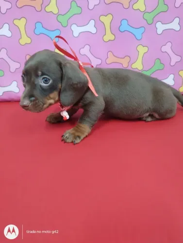 Filhote dachshund Cofap Basset fêmea 
