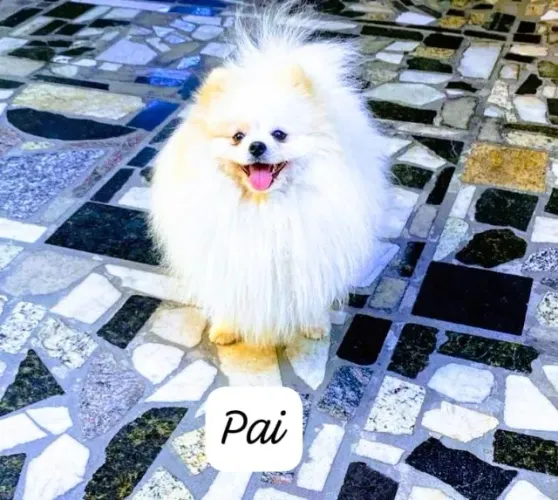 Spitz Alemao Anao Linhagem Importada Chiao Li Ya Cruza