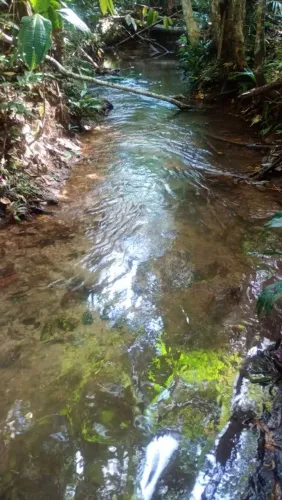 Sítio com igarapé na beira da pista