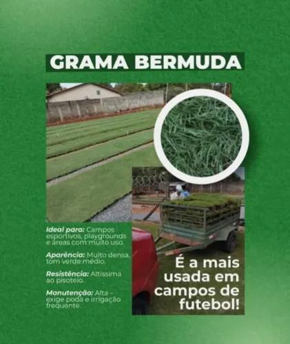 Grama Batatais Alta Durabilidade e Fácil Plantio