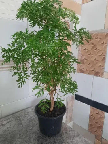Planta Árvore da felicidade