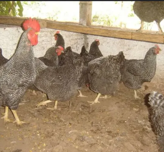 Pintinho pesadão (  carijó)