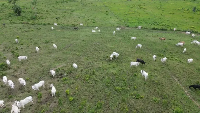 500 hectares 80% em pasto,quicuio,brauiaria,curral completo