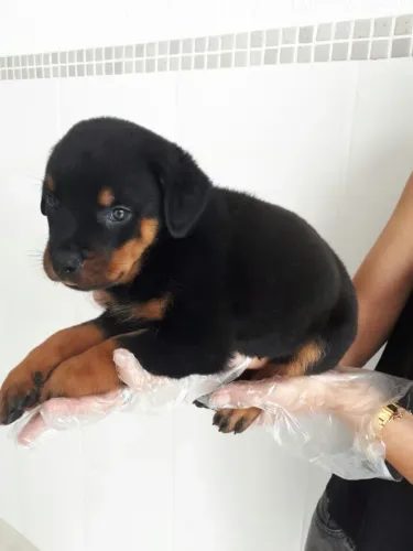 Machinho de Rottweiler com 56 dias com pedigree vacina e garantias em contrato