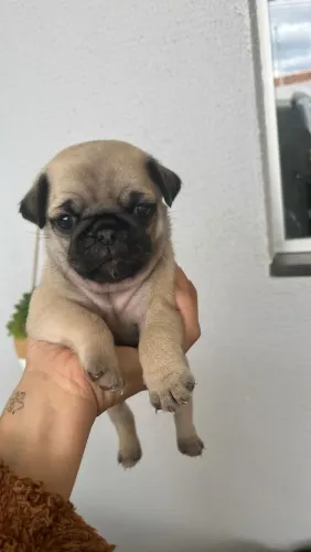 Pug FÊMEA filhote