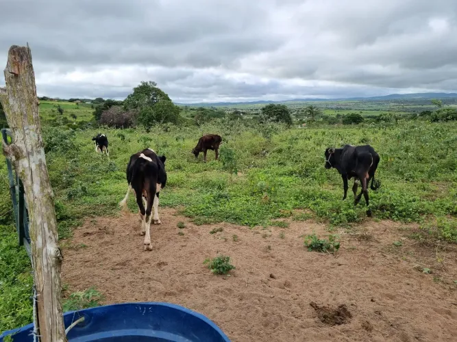 Bezerros para cria e engorda