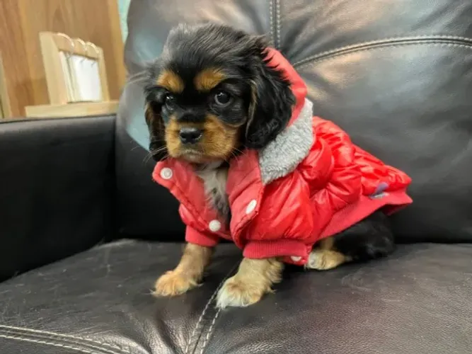 Cavalier King Mini Macho - Filhote de padrão superior
