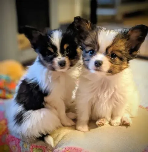 Papillon à Venda  com Entrega Imediata 