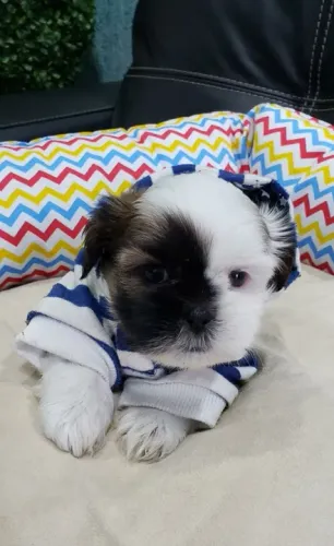Lhasa Apso Pequeno Fêmea Linda e Muito Educada