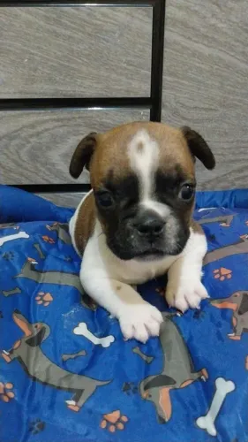  Bulldog Francês filhote 