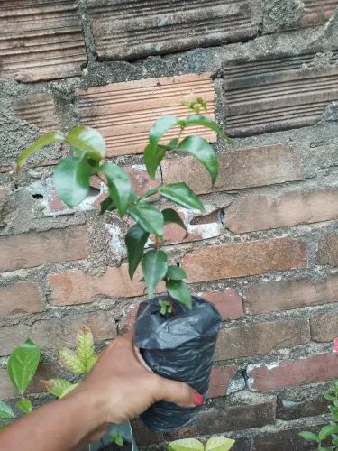 Muda de pitanga. não exertado