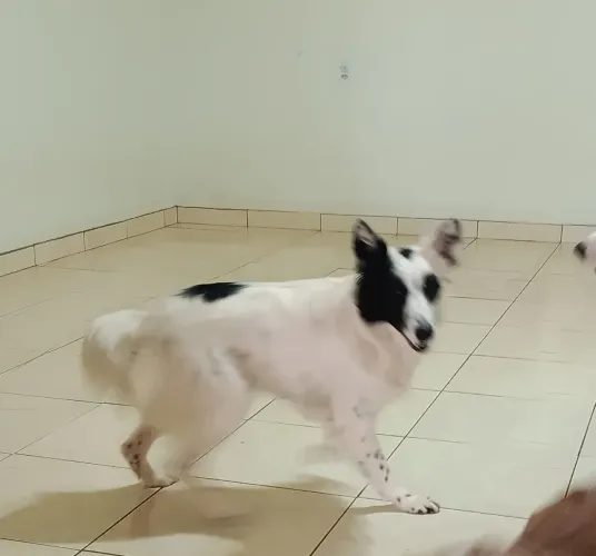 Doação border collie fêmea d1 ano