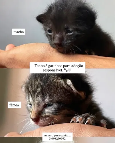 Doação de gatinhos