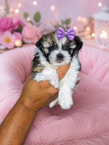 LINDA FÊMEA DE SHIH TZU SUPER PEQUENA