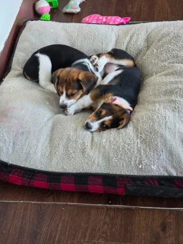 Beagle com otima linhagem
