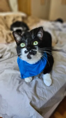 Gatinho amoroso para adoção