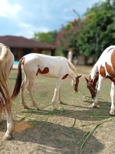 Cavalo- Eguinha Paint Horse (Lua)