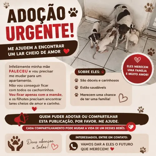 Cachorro para adoção 