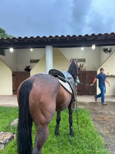 Cavalo de esteira QM