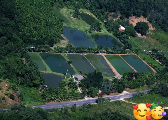 Piscicultura montada e funcionando ponto comercial às margens da rodovia