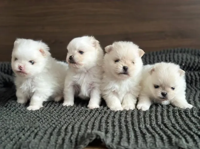 Vendo lindos filhotes de Lulu daPomerania spitz alemão