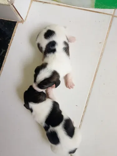 Cachorra Jack Russel Terreir