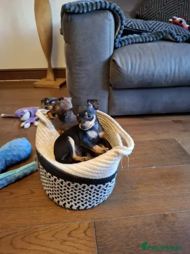 Pinscher/Pincher Cachorro Dócil e Alerta Macho e Fêmea Vacinados SP