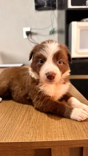 FILHOTES DE BORDER COLLIE