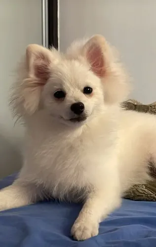 Cãozinho Macho lulu da Pomerania