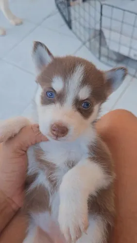 Huskys siberianas fêmeas