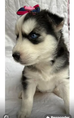 Husky siberiano forte e aventureiro