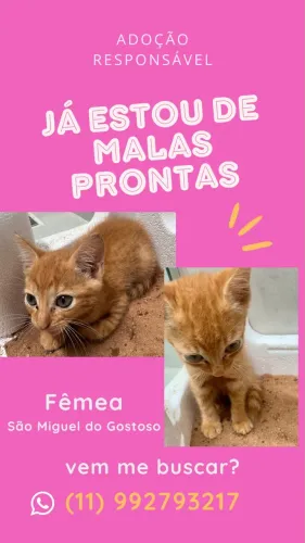 Gatinha
