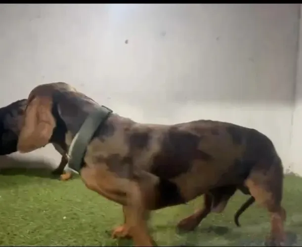 LINDO BASSET SALSICHA SALSICHINHA DACHSHUNDFAP A VENDA