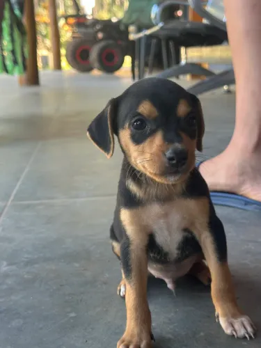 Pinscher