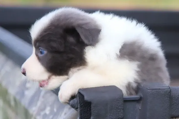 Filhotes de Border Collie | Amor peludo esperando você.